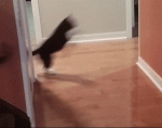 bouncing-off-the-walls-gif-2.gif