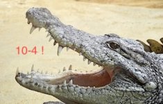 crocodile-lizard-africa-tooth-preview.jpg