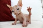 hairless_cat.jpg