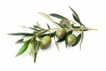 olives-branch-with-leaves_87414-3896.jpg