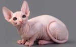 hairless-cats-3 (1).jpg