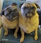 pUGS_Small.JPG