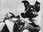 Laika_(Soviet_dog).jpg