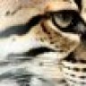 ocelot