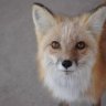 RoyceTheFox