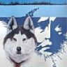 Iditarod2318