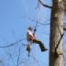 treeclimber